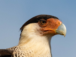 Cara Cara Falcon