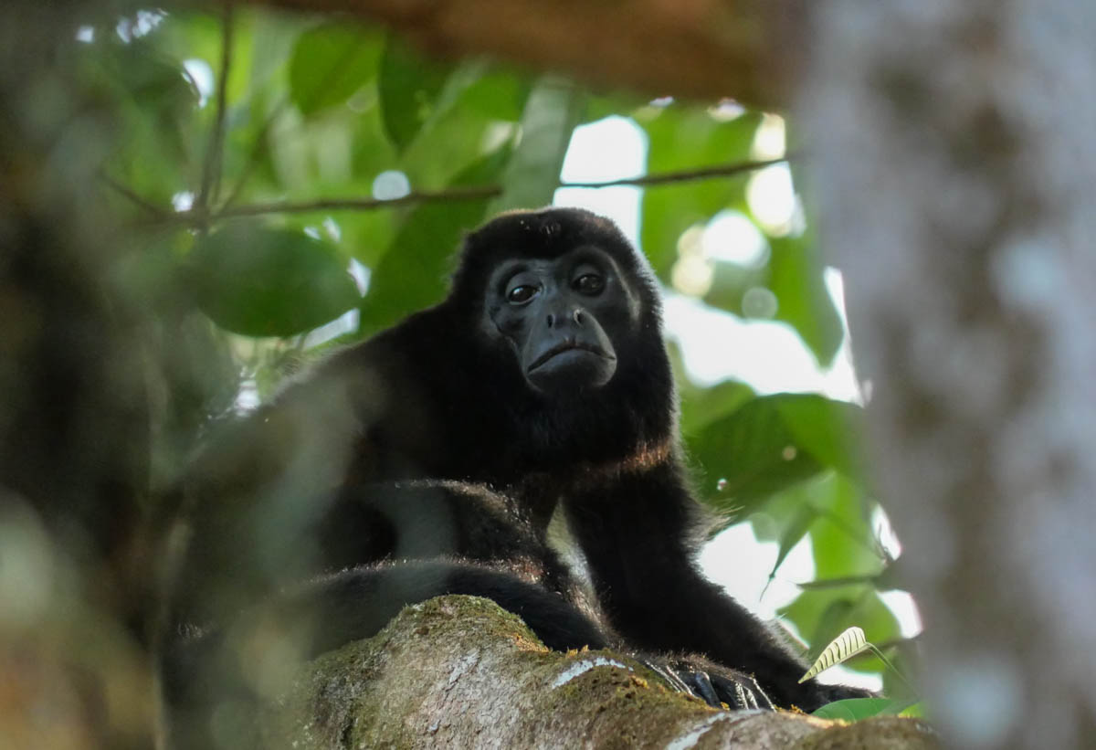 Howler Monkey looking into camera