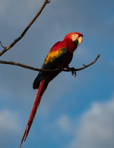 Scarlet Macaw on a tree branch