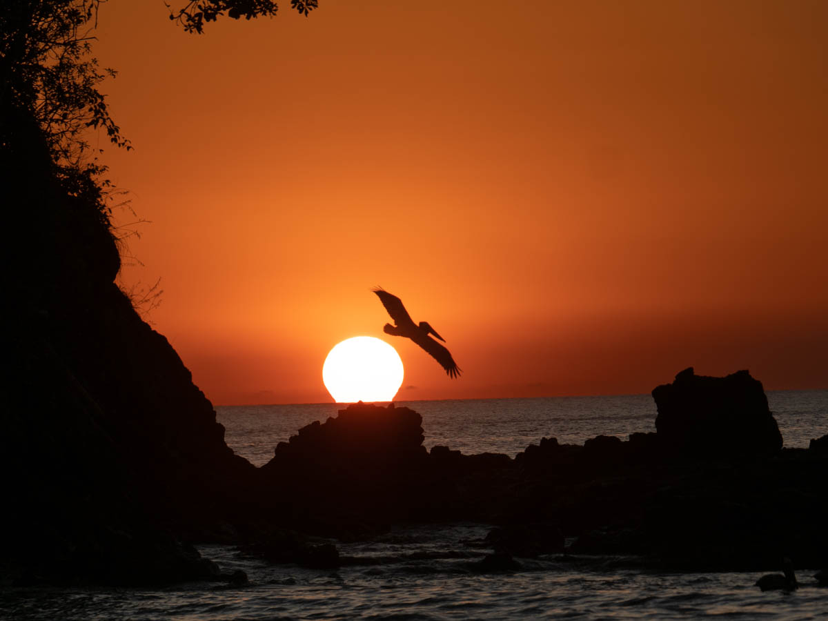 Pelican soaring over rocks in front of a a red sunset
