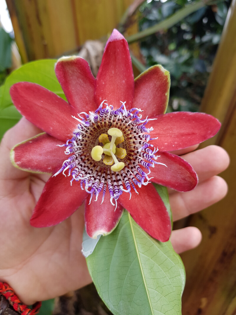 COLOMBIA TOURS – Discover Paragliding