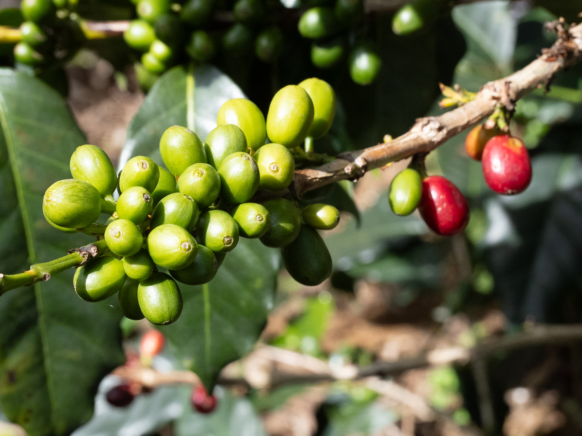 Coffee beans. From green to red