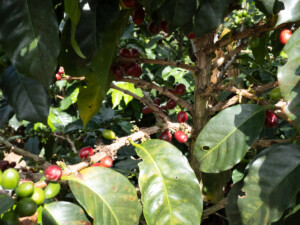 Coffee beans