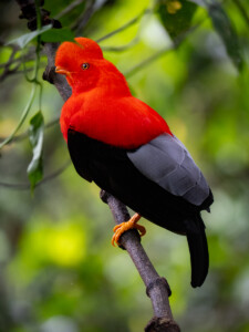 Rupicola Peruvianus