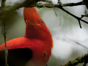 Close up of a Rupicola Peruvianus