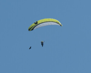 It's a bird! It's a Paraglider! No... it's both!