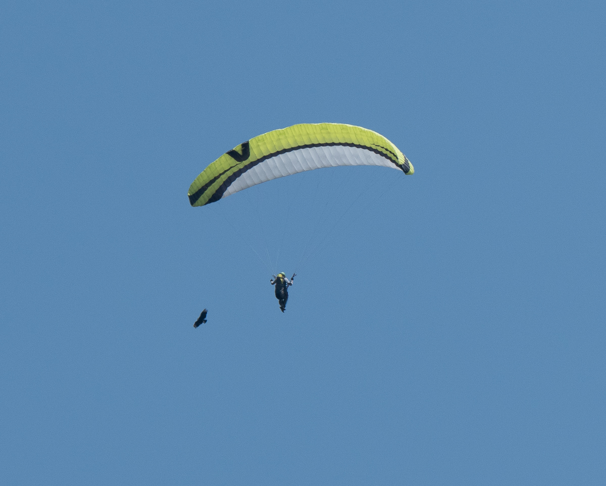 It's a bird! It's a Paraglider! No... it's both!