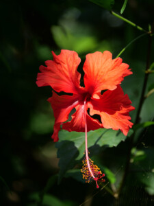 Brilliant coral Hibiscus flower hiding in the shadows.