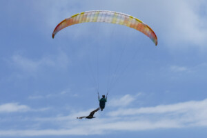 Paraglider pilot sharing the air with a vulture