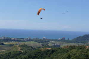 Paraglider pilot and birds sharing the air.