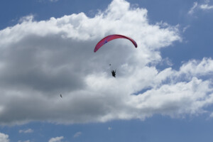Paraglider pilot and birds sharing the air.