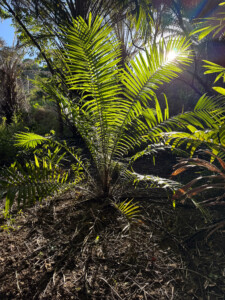 Giant fern illuminated by the sun behind.