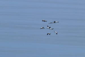 A flock of black and white Wood Storks in flight.
