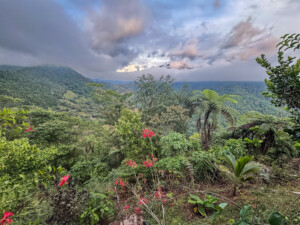 A view of the jungle toward some cloud capped mountains.