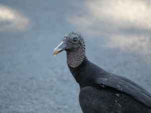 A close up of a vulture, or buzzard.