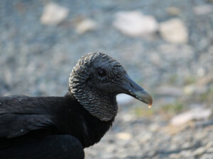 A close up of a vulture, or buzzard.
