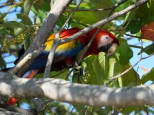 Lapa Roja, or red Macaw, looking for lunch in an almond tree.