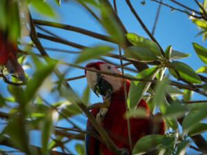 Lapa Roja, or red Macaw, looking for lunch in an almond tree.
