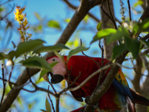 Lapa Roja, or red Macaw, looking for lunch in an almond tree.