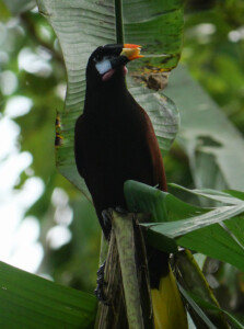 Montezumas Oropendula standing in a banana tree munching on fresh banana.