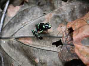 A baby green and black poison dart frog. Barely the size of a small fingernail.