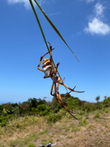 A Silver Garden Orbweaver on a blade of grass.