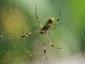 Close up of a Golden Orb Spider.