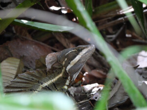A Basilisk, or 'Jesus Christ' lizard peering out from behind some grass and leaves.