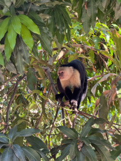 Pic taken from the car window. White faced, Capuchin, monkey in a tree beside the road.