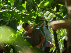 Hibiscus flowers, cinnamon trees, orb spiders, and so much more at La Iguana. Wandering through the Cacao Plantation at La Iguana Chocolate.