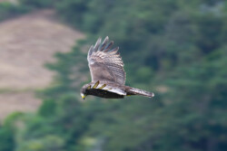 Multi-tasking: Looking for thermals, and maybe an easy lunch? Hawk with wings spread wide, showing us where the thermals are hiding!