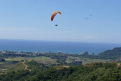 Soaring with some friendly Vultures. Paraglider pilot and birds sharing the air.