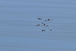 Wood Storks A flock of black and white Wood Storks in flight.