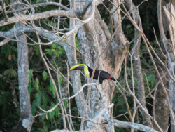 Toucan in a tree.