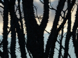 This is why we don't land in trees in the tropics! An image of one of the trees that have sharp thorns covering their trunks and branches.