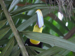 Yellow Throated Toucan, sitting in their favorite tree at La Iguana, looking at our group below. Toucan, looking down at our group from the tree above