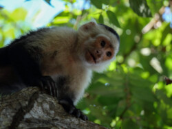 A young Capuchin Monkey hanging out in a palm tree.