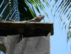 Iguana basking in the sun above one of the structures on the Miro Mountain trail.