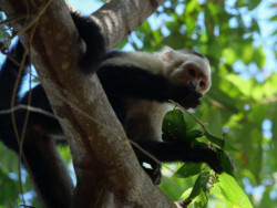 A young Capuchin Monkey hanging out in a palm tree.