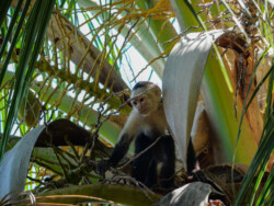 A young Capuchin Monkey hanging out in a palm tree.