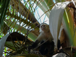 A young Capuchin Monkey hanging out in a palm tree.